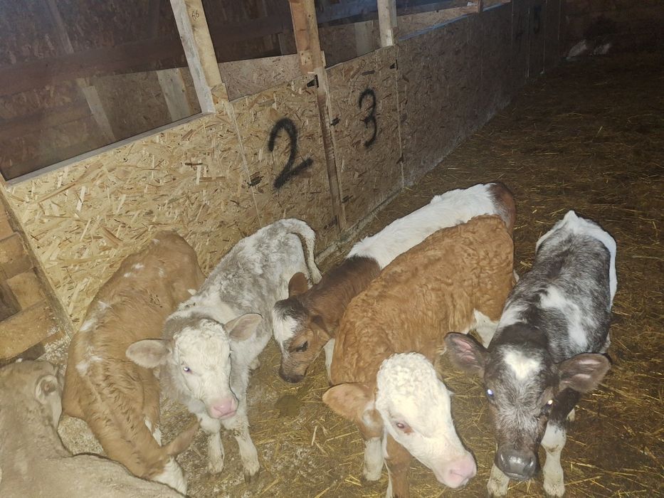 Aduc viței de rasă pe comandă dumneavoastră!!