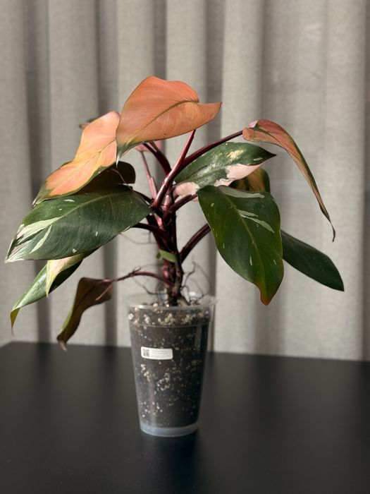 Philodendron "Pink Princess"