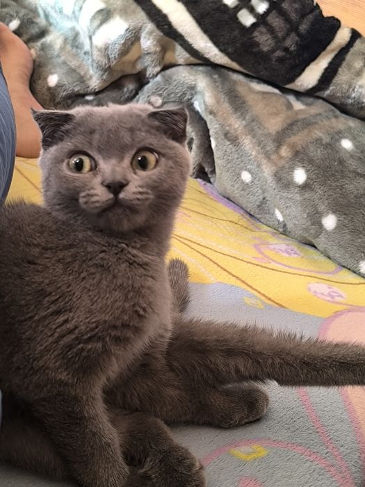 Шотландский фолд и страйт