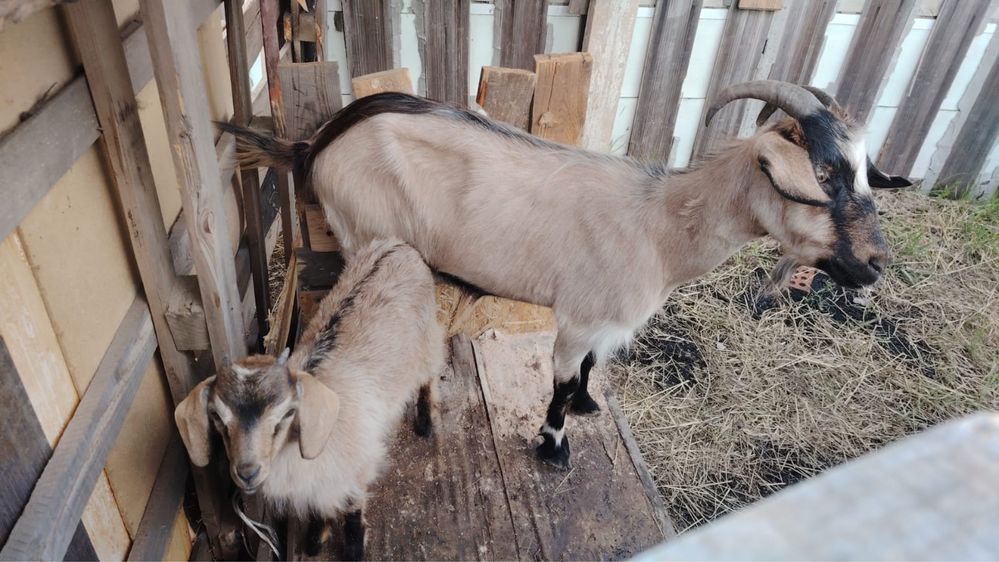 Продам дойную козу