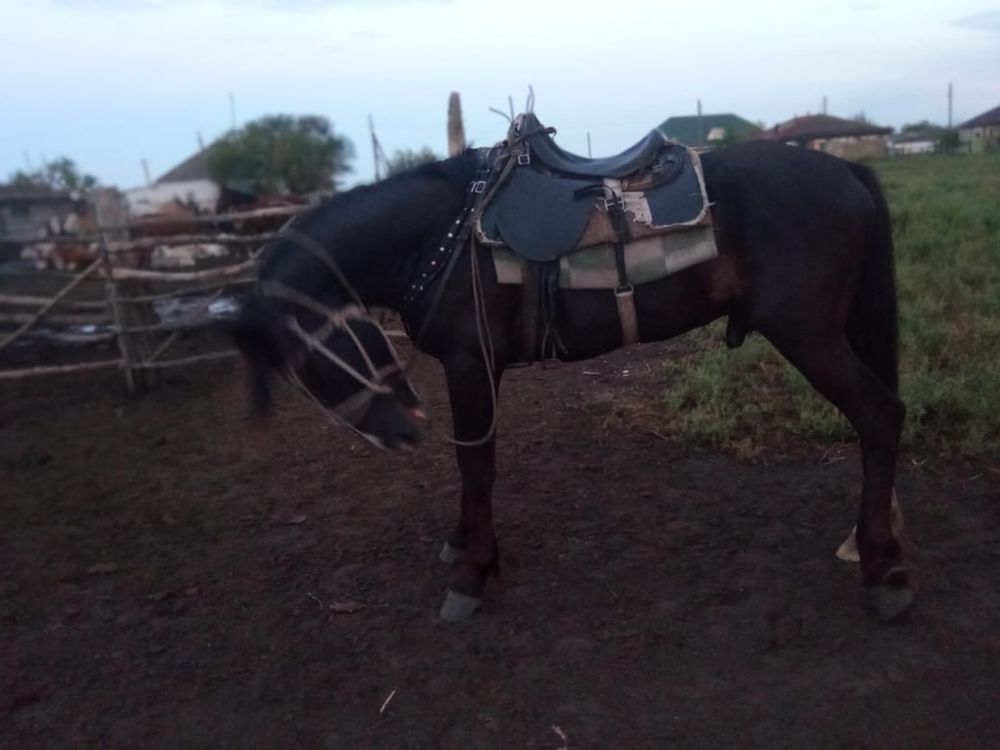 Продам жеребца обучены