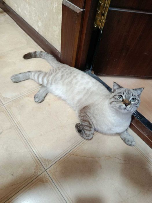Котик смесь британский с сиамской пародой