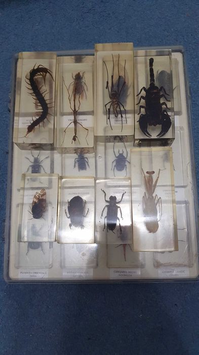 Vand set de insecte reale