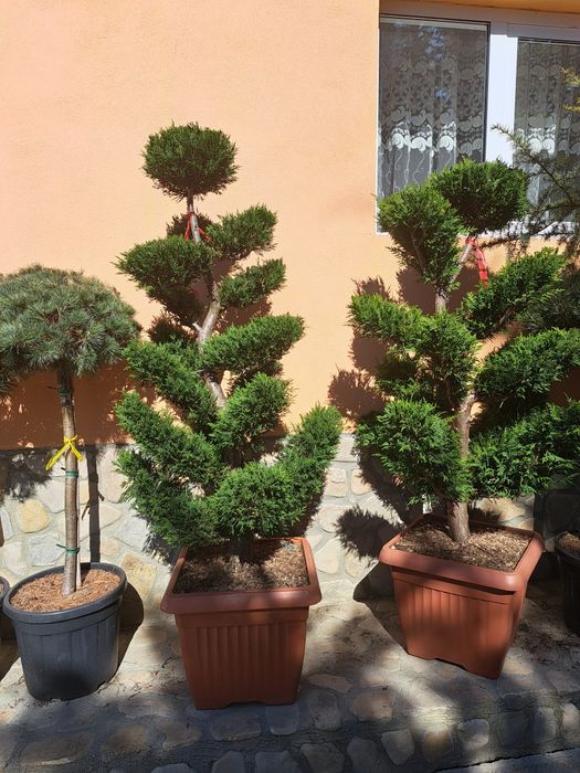 Tuia Leylandy,Smaragd,Mesteacan Platan Magnoli Arbori etc