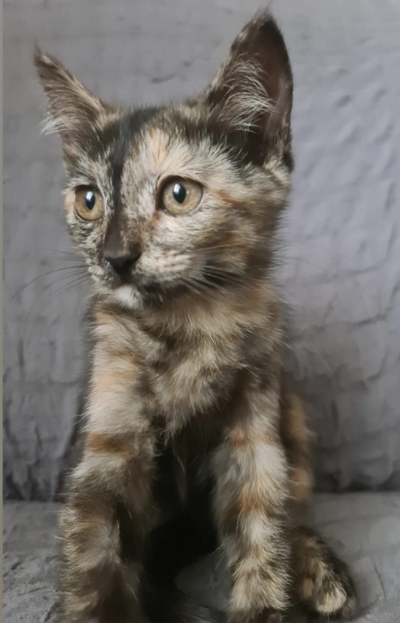 Котята 3 месяца бесплатно