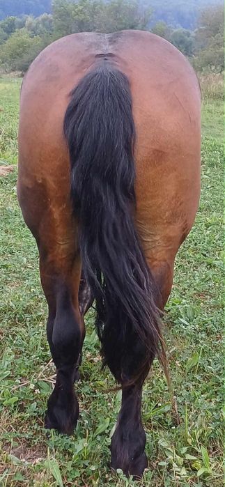 Vand armasar. Cal de padure , cuminte