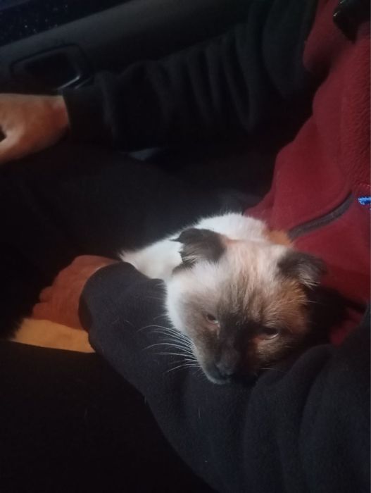 Кот чистый домашний к лотку приучен