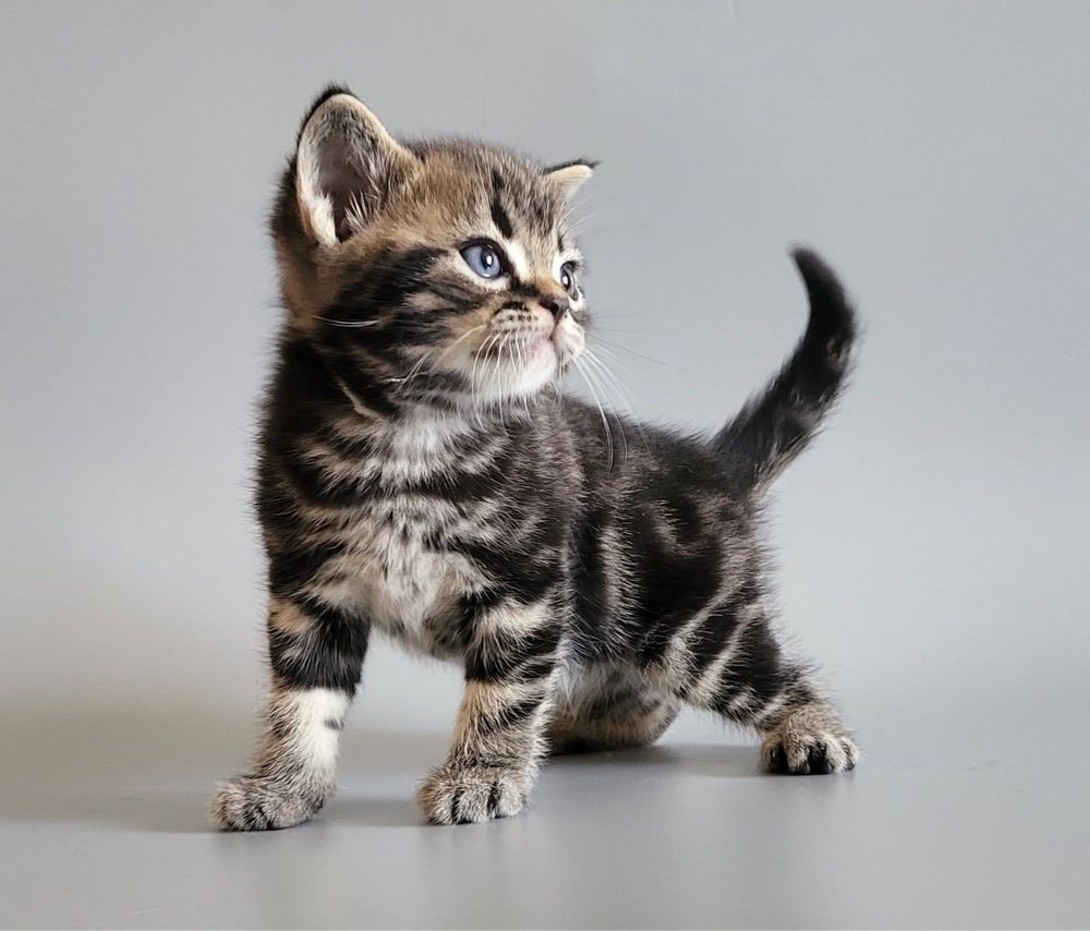 American shorthair din parinti campioni