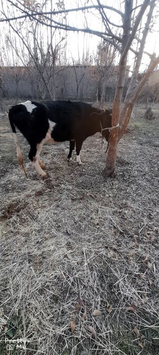 Sogir sotladi 6 oylikga yaqin bugoz