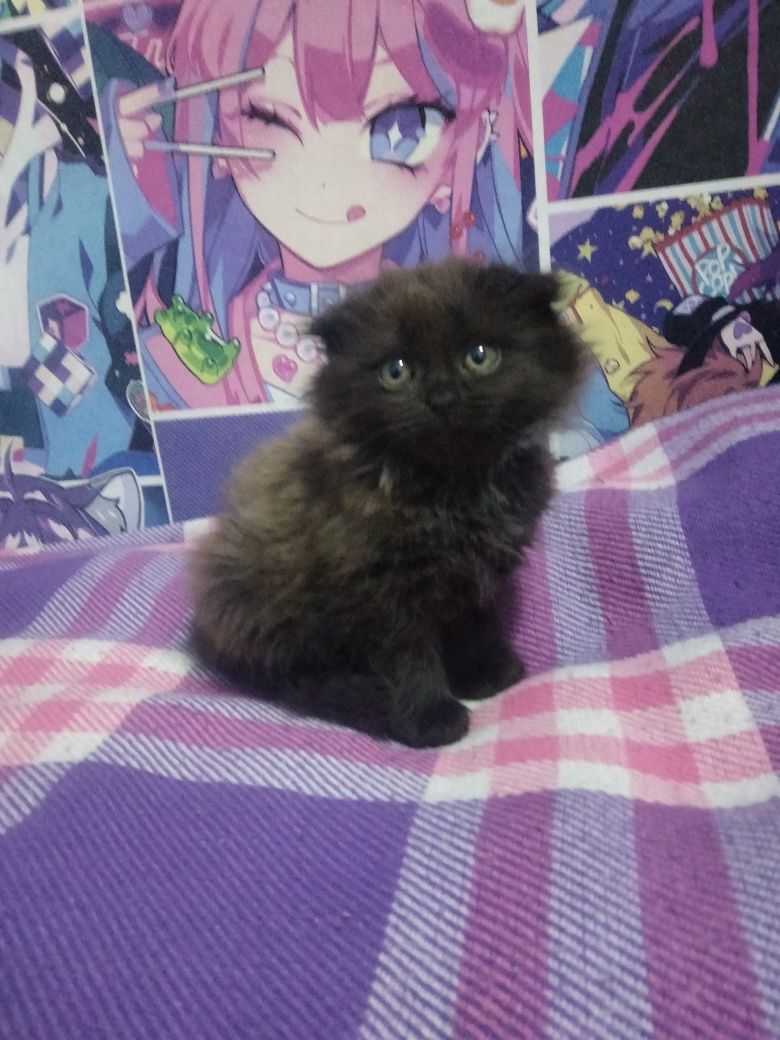 Котята! От Веслоухой британки