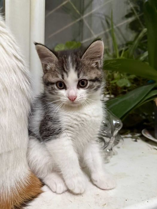 Домашние коты и кошки!