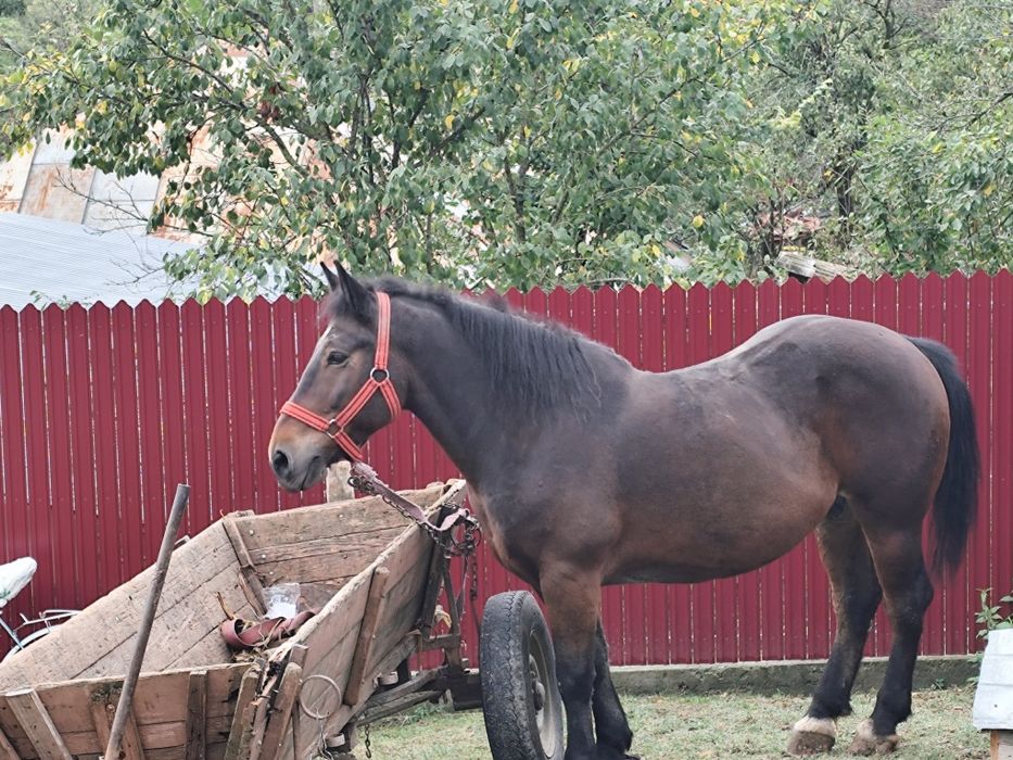 Cal de vânzare în Argeș