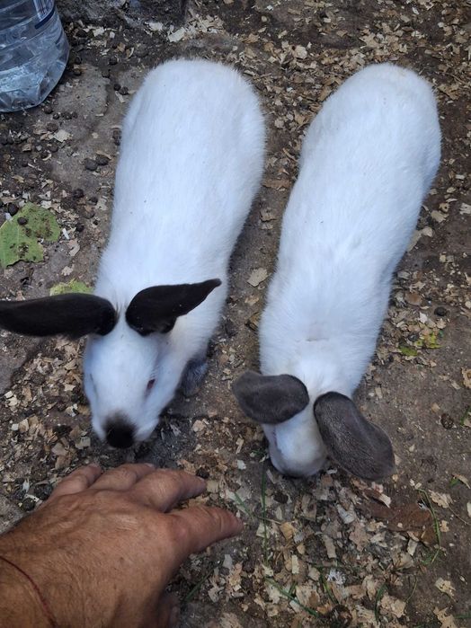 Продавам зайци Цика и калифорнийци