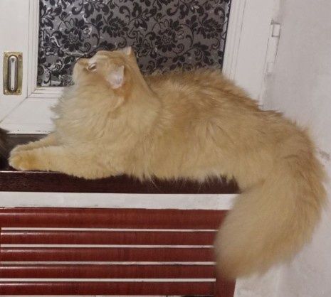 Скоттиш Страйт Хайленд Поинт кот на вязку