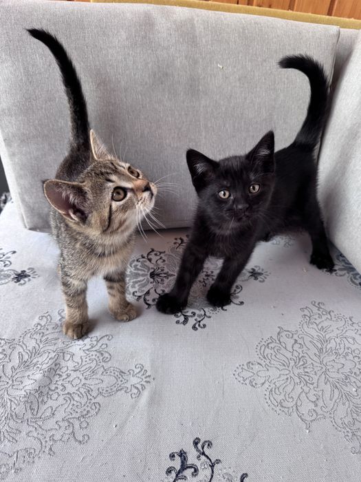 Donez pui de pisica din mama British shorhair