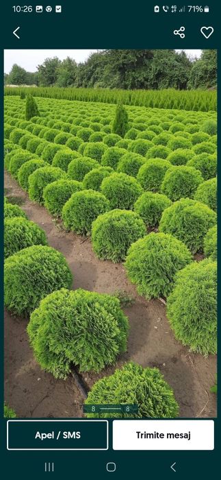 Amenajare gradina ,gazon,plante ornamentale, pietricele decorative