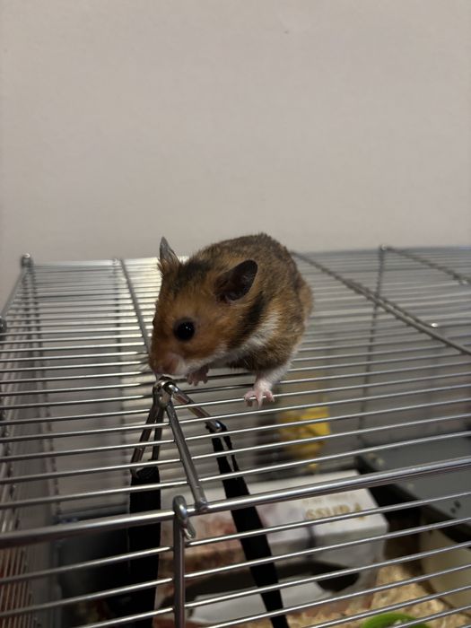 Vând hamster cu cușcă frumoasă complet.