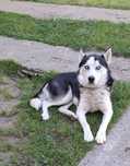 husky spre adopție