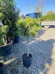 Vand juniperus ienuper pe alberetto