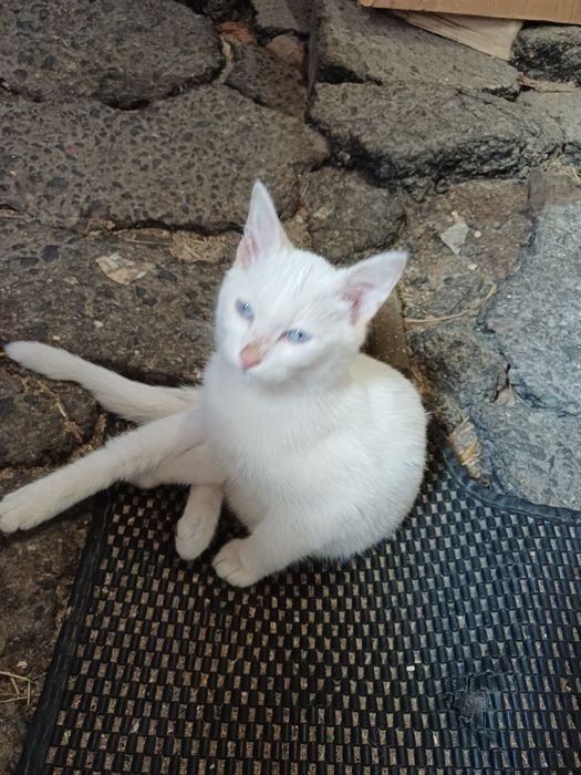 Малыши котята и кот ищут дом