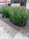 Leylandi ciparos-gard viu 30-120cm stocul disponibil