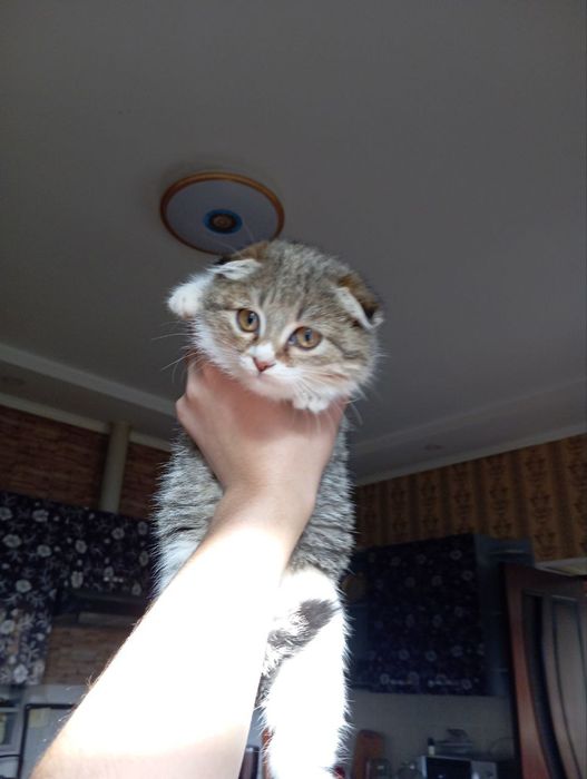 Продается котенок 400 тысяча сум