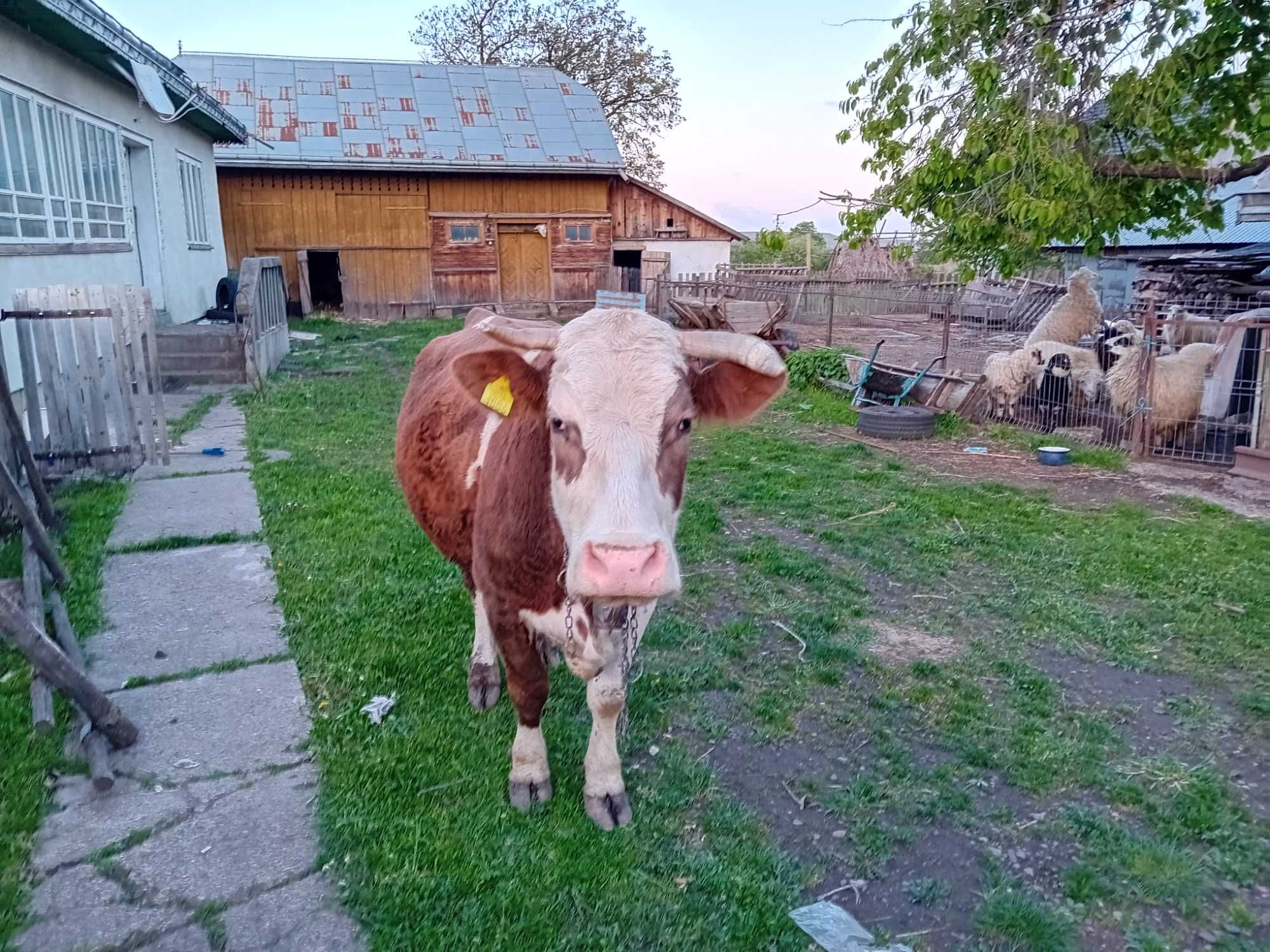 Vând vaca baltat românească