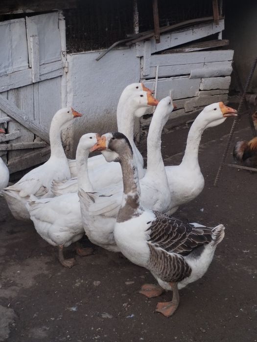 Trei băieți vor alta casa