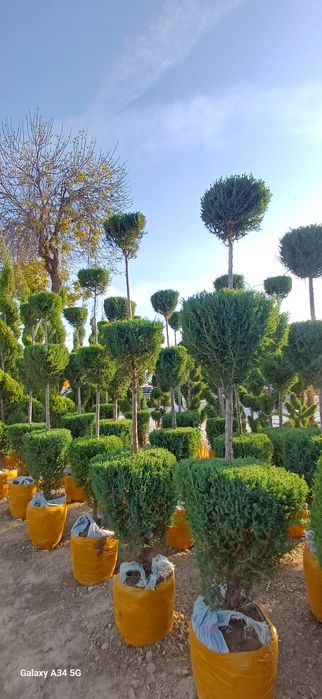 Xar xil turdagi archa kochatlari bor..