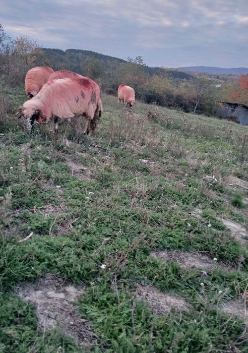 Vând 8 oi țurcane și 2 berbeci