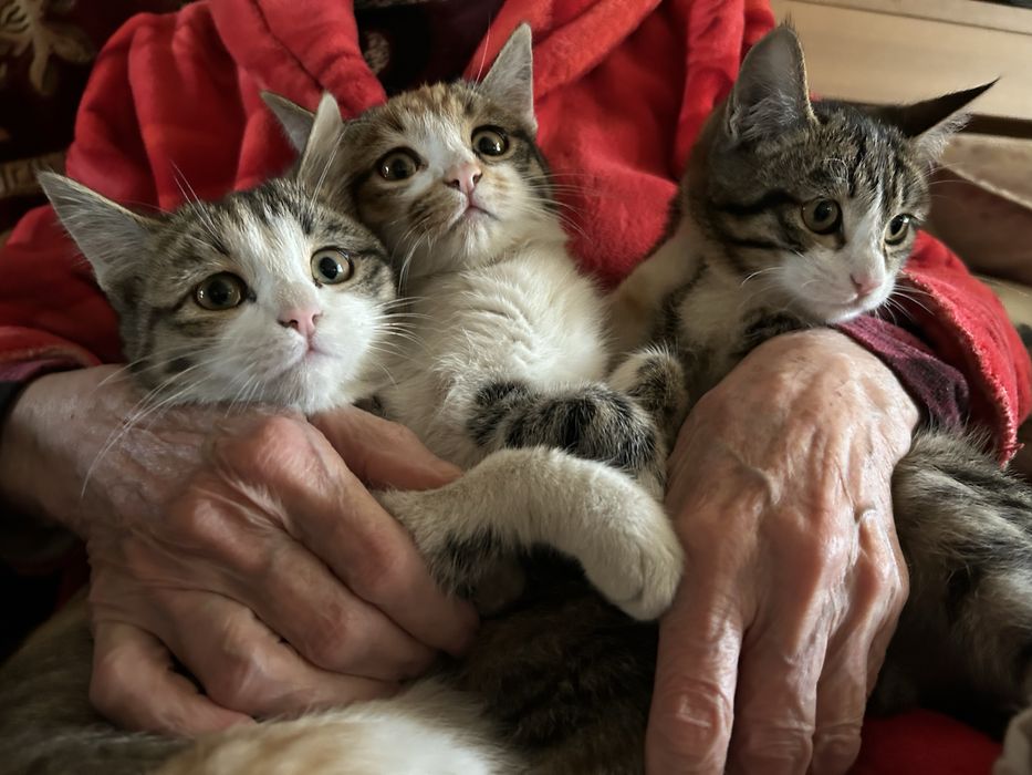 Котята домашнии       .