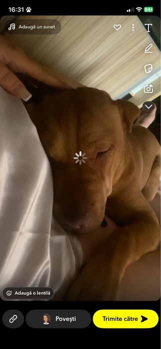 Adoptie catelusa foarte jucausa