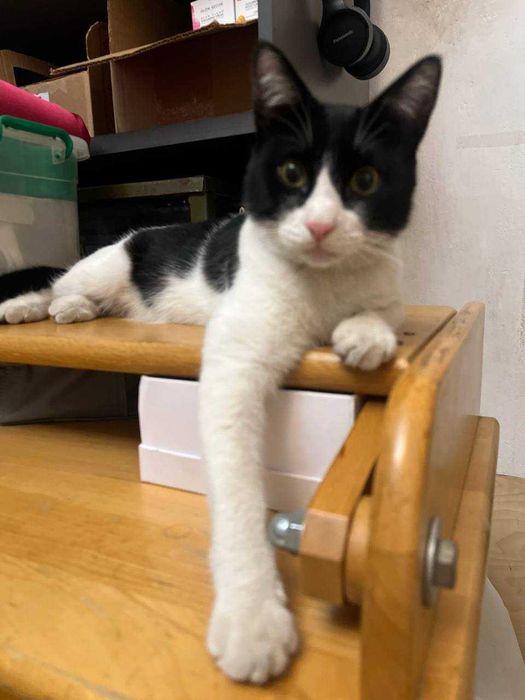 Кот Феликс в добрые руки
