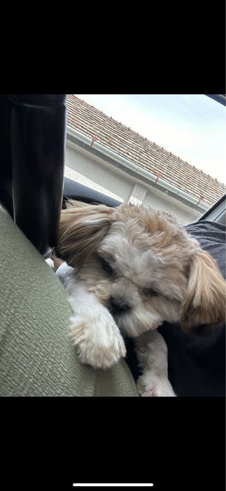 Catelusa Shih Tzu de talie mica