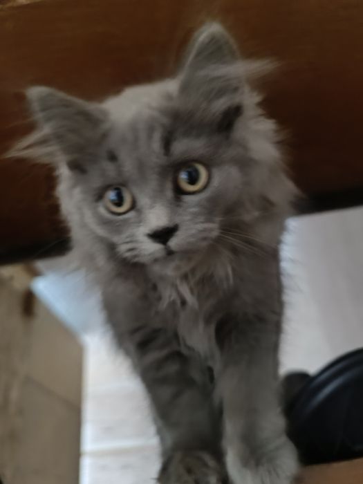 Шотландская ,скотиш страйт,только в добрые и ответственные руки .