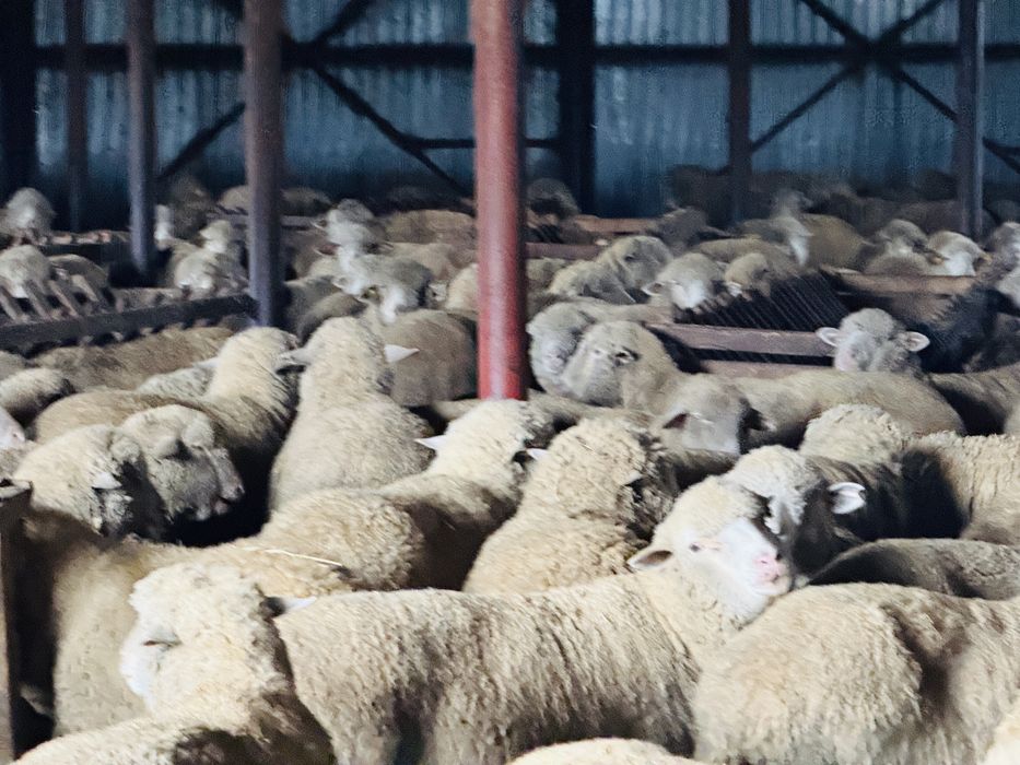 Vand 400 de oi din rasa Merinos de Palas