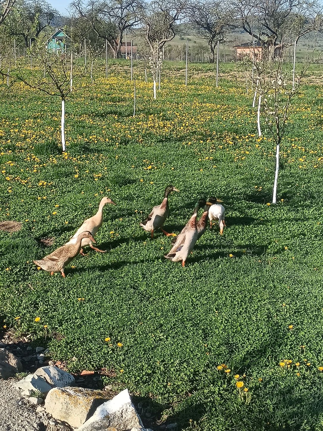 Rațe indiene alergatoare