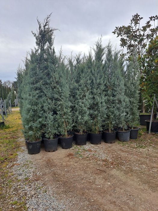 Leilandi chiparos arginti verzi spirale