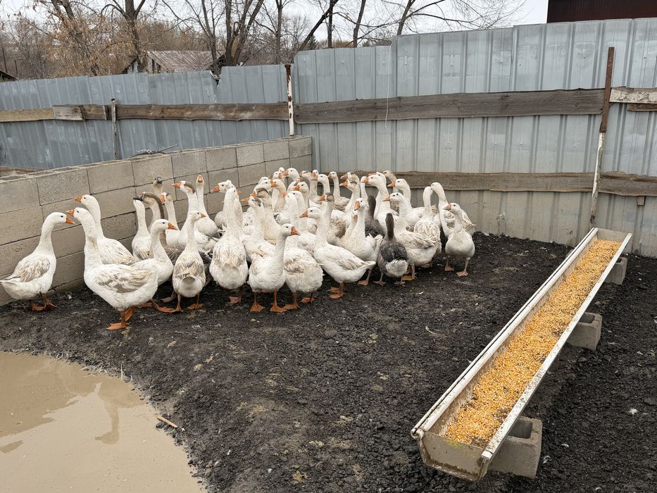 Продам гусей …