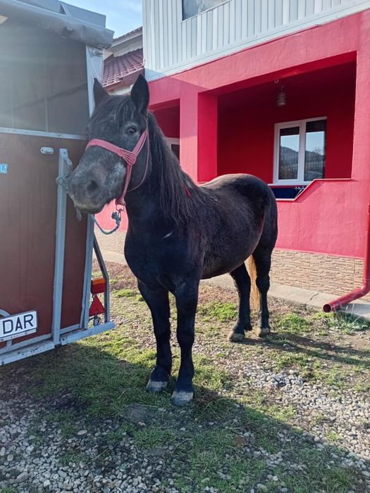 Vând mânză în vârstă de 3 ani