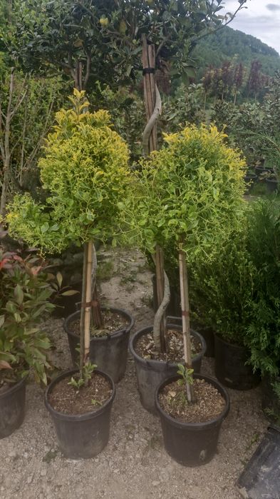 Tuia leylandii Mesteacăn