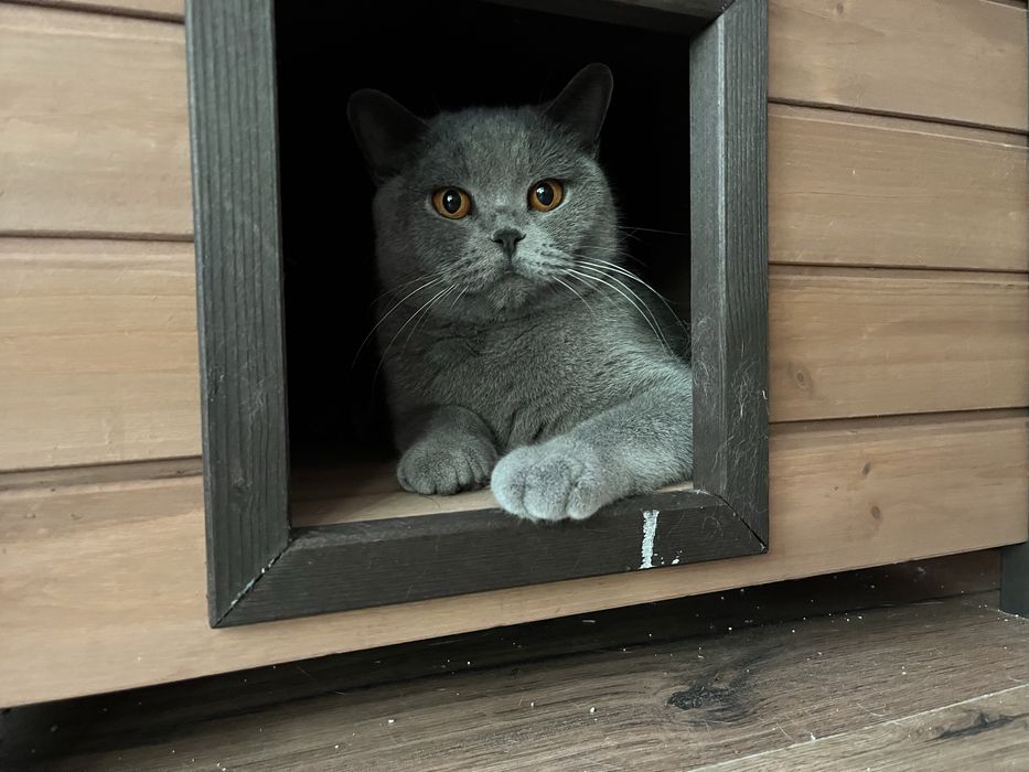 Pisica British Shorthair Blue adulta