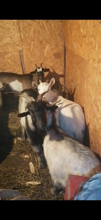 3 capre gestante și un țap