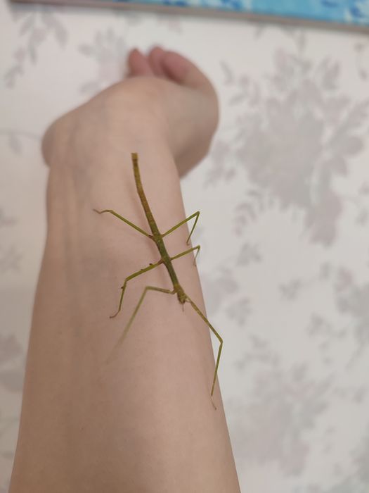 Продам Палочников от 300