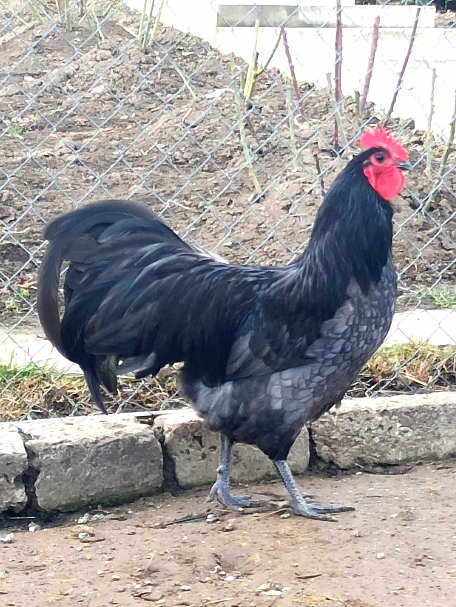 Australorp , cocosi 2023