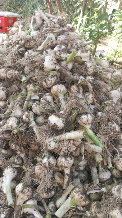 Usturoi nou anul 2023