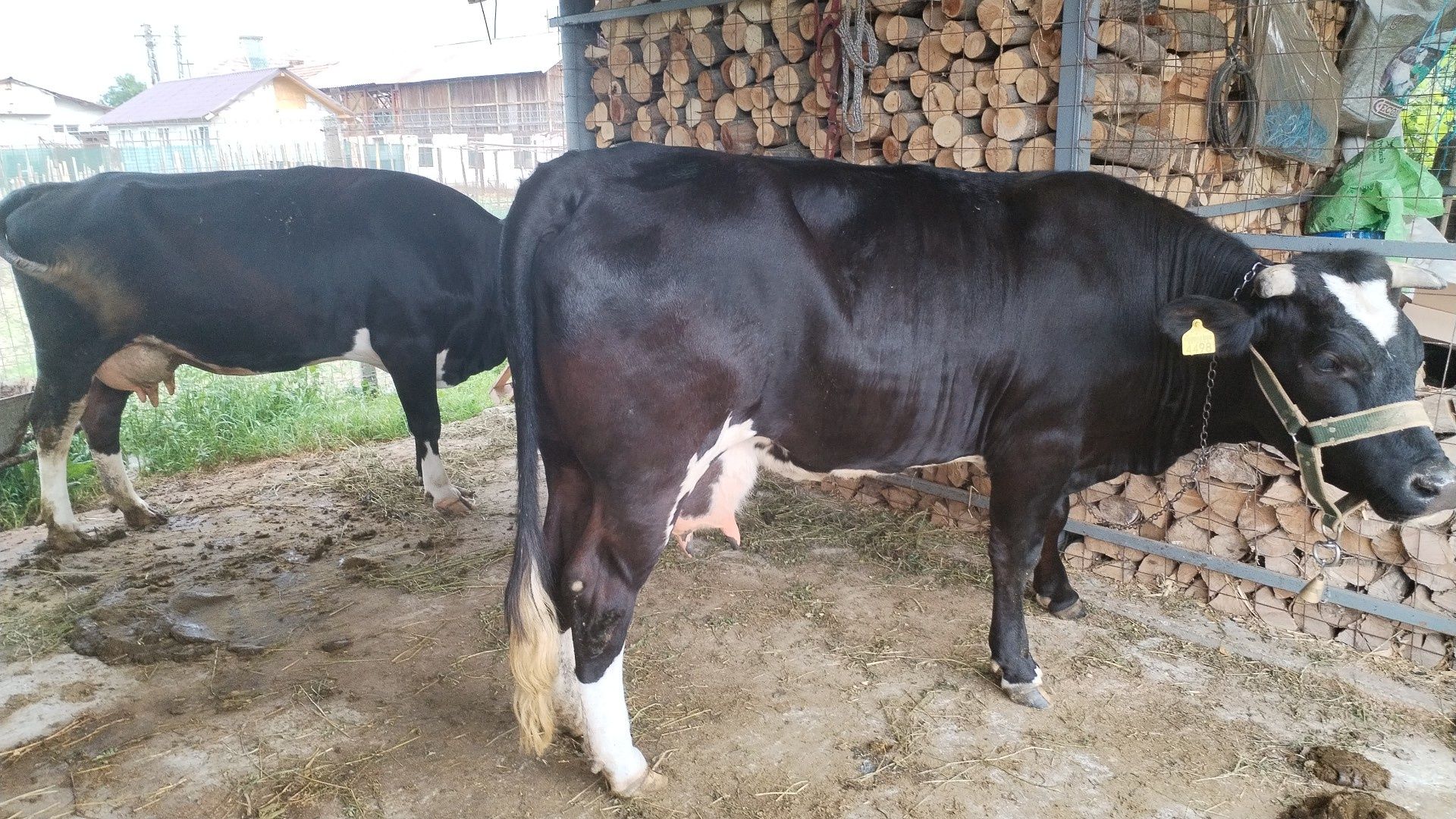Vaca de lapte de vânzare
