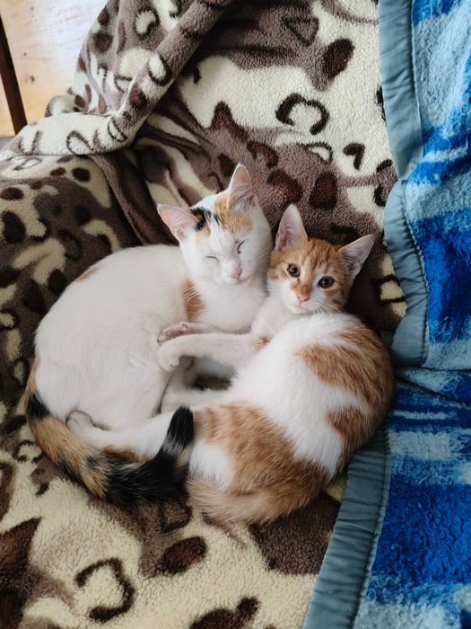 Pisici torcacioase spre adoptie