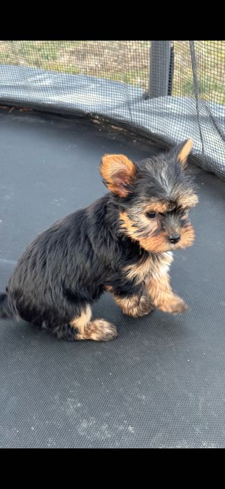 Yorkshire Terrier mini Toy