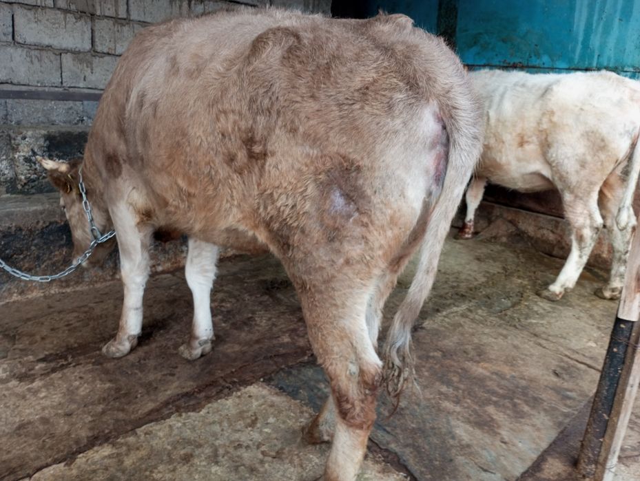 Продам жирную телку